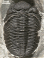 Phacops rana