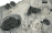 Phacops rana