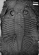 Pseudogygites latimarginatus
