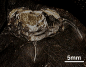 Triarthrus sp.