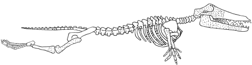 ambulocetus skull